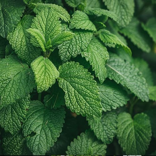 Egypt’s Hidden Botanical Treasures: A Look at High-Demand Export Crops