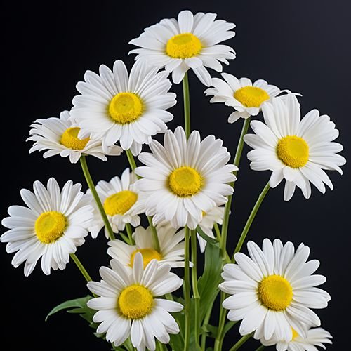 Why Egyptian Chamomile Is One of the World’s Finest: A Buyer’s Guide