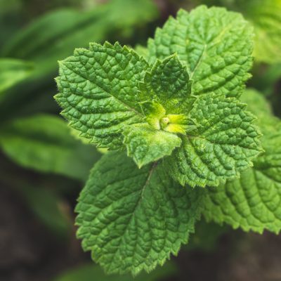 Mint plant grow at vegetable garden. Fresh green leaves of peppermint, top view. Spearmint herbs, nature background